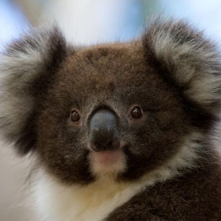 Bimbi Park - Camping Under Koalas Cape Otway Εξωτερικό φωτογραφία