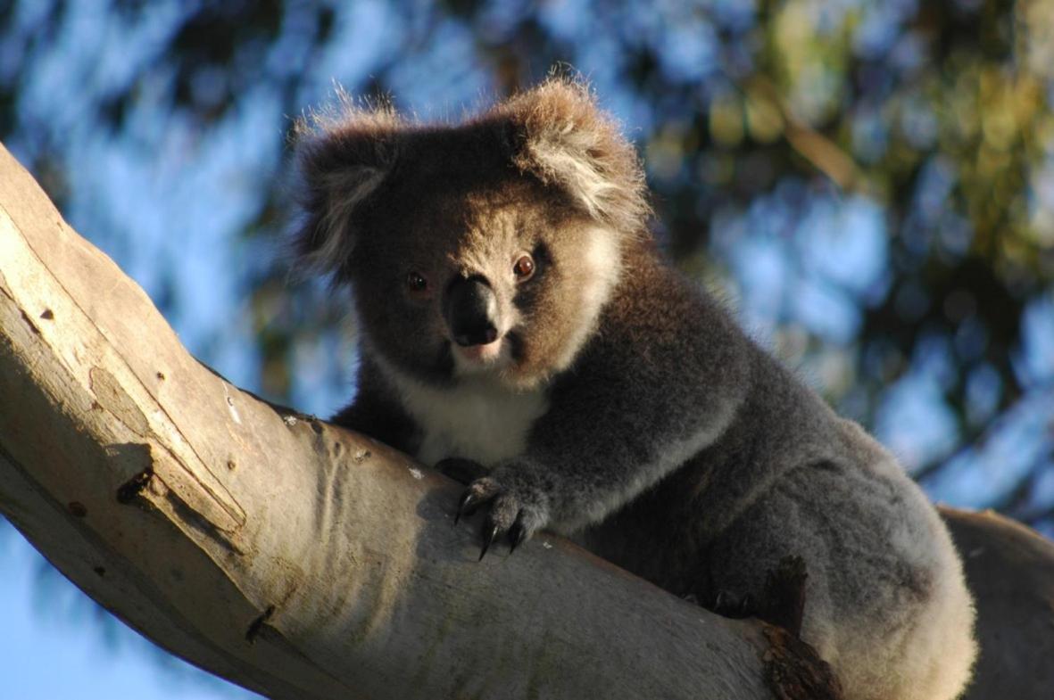 Bimbi Park - Camping Under Koalas Cape Otway Εξωτερικό φωτογραφία