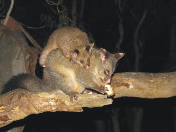 Bimbi Park - Camping Under Koalas Cape Otway Εξωτερικό φωτογραφία
