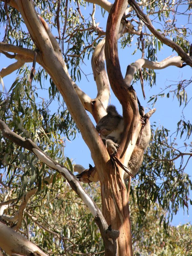 Bimbi Park - Camping Under Koalas Cape Otway Εξωτερικό φωτογραφία