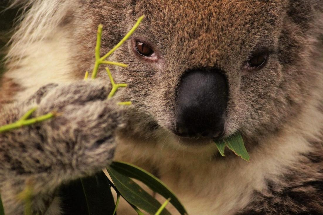 Bimbi Park - Camping Under Koalas Cape Otway Εξωτερικό φωτογραφία