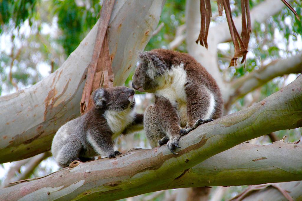 Bimbi Park - Camping Under Koalas Cape Otway Εξωτερικό φωτογραφία