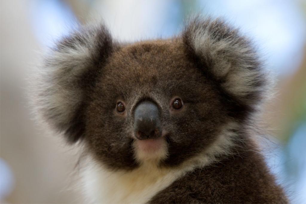 Bimbi Park - Camping Under Koalas Cape Otway Εξωτερικό φωτογραφία